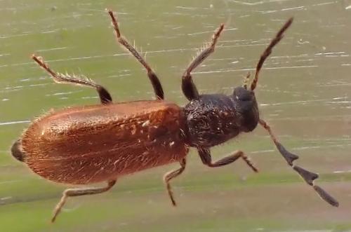 Enoplium serraticorne